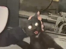 В Москве кошка три дня просидела на дне шахты лифта