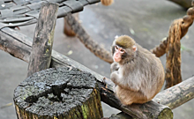 От каких предметов можно заразиться обезьяньей оспой