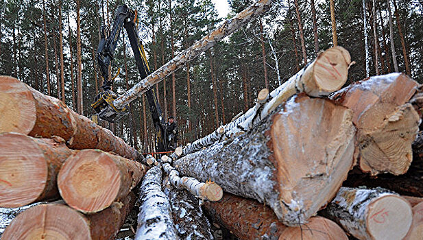 В Сочи возбудили дело из-за незаконной рубки деревьев в национальном парке