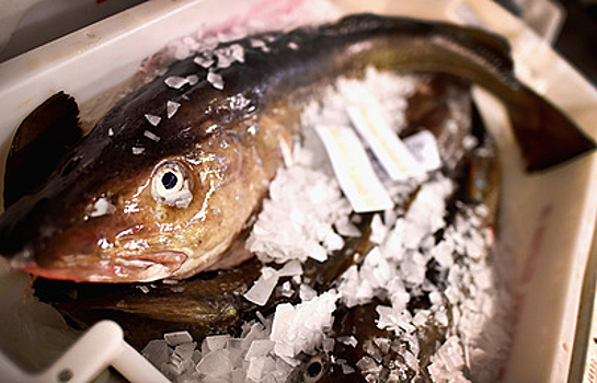 Самая клевая рыба: лучшую треску в мире замораживают в России