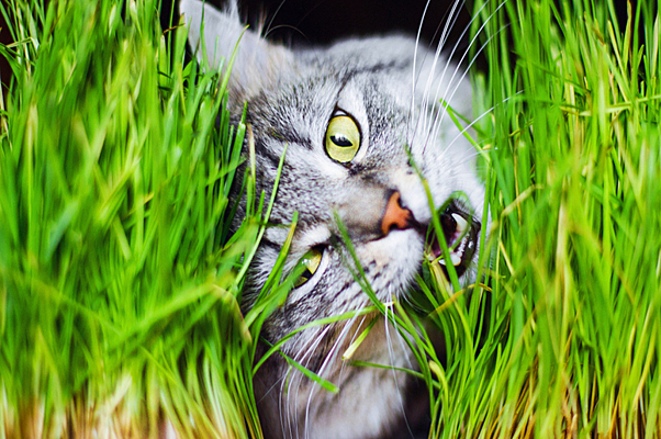 Ученые объяснили, почему кошки едят траву - Рамблер/субботний