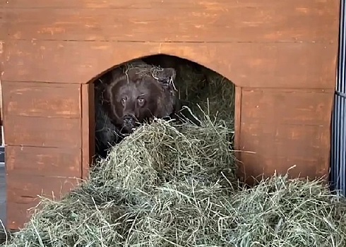Цирковым медведям из Новосибирска нашли новый постоянный дом