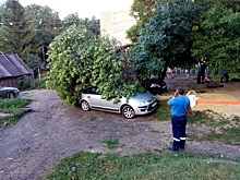 В Пензенской области во дворе жилого дома упало еще одно дерево: повреждены две иномарки