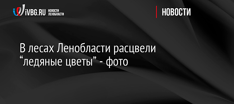 В лесах Ленобласти расцвели “ледяные цветы” - фото