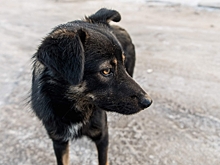 Жители Волгоградской области страдают от нападения дворняг