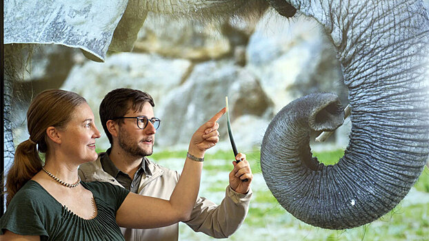 Выяснилось, зачем слону усы на хоботе