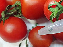 Калужская область избавилась от томатной моли