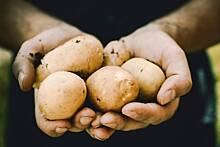 Нутрициолог рассказал о пользе картофеля
