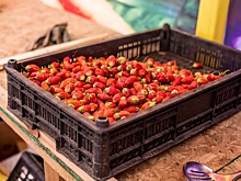 Фермеры Приморья рассказали, как отличить местную клубнику от китайской