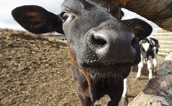 Доить коров бесплатно отказываются крестьяне в Чулымском районе
