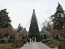 В Краснодарский край на Новый год ввезли 37 тысяч елок