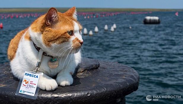 Кот Мостик стал экспертом в производстве крымских устриц