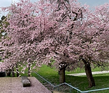 Петербуржцам рассказали, где и как долго можно наслаждаться цветущей сакурой