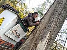 Как в городском парке Зеленоградска спасают Императорский дуб