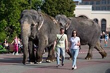 Гигантские слоны прогулялись по парку в Челябинске