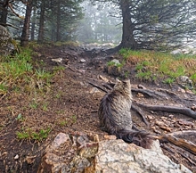 В парке Зюраткуль поселился горный кот, который провожает туристов до вершин