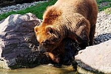 Лариса Гузеева рассказала, как ее едва не растерзал медведь на Камчатке