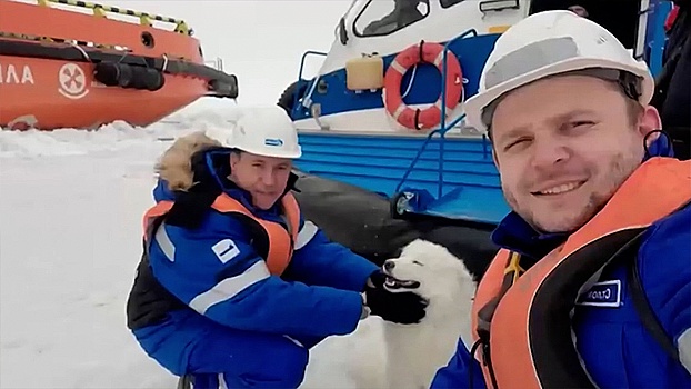Спасенный во льдах: экипаж ледокола «Александр Санников» нашел пропавшего на Ямале пса