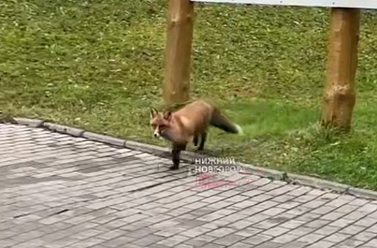 Гуляющую по улицам рыжую лисицу заметили жители Сарова