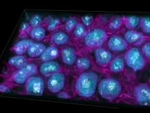 Ученые показали 3D-модель стволовой клетки