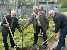 Еще три улицы Красногорска озеленили на прошедших выходных