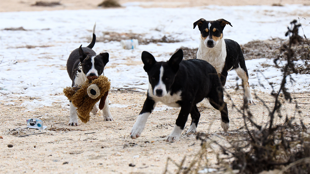Кинолог заявил о необходимости убрать бродячих собак с российских улиц