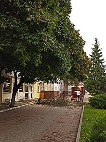 В Курске вблизи кафе «Старый клён» на тротуар упал старый клён