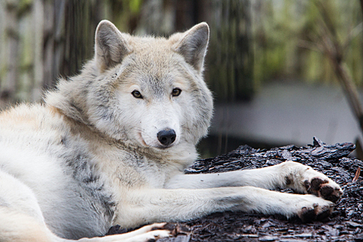 В Польше волки стали появляться вблизи жилых домов и нападать на собак  