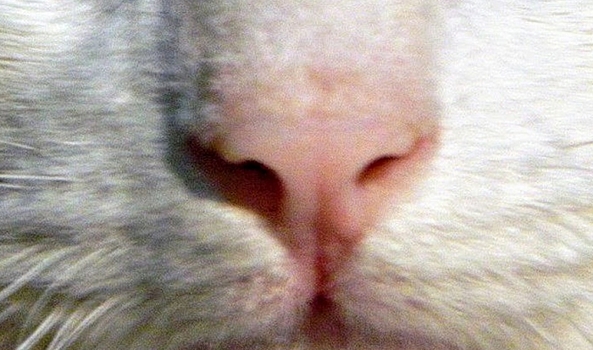 Ветеринарная клиника в Волгограде заплатит 786 тысяч после смерти кота