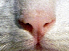 Ветеринарная клиника в Волгограде заплатит 786 тысяч после смерти кота