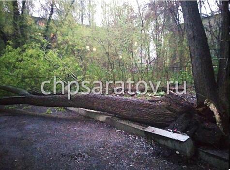 В Саратове упавшее дерево придавило женщину