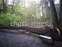 В Саратове упавшее дерево придавило женщину