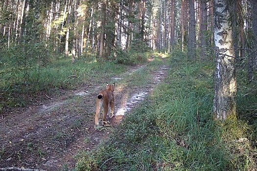 Рысь попала в фотоловушку в заповеднике «Большая Кокшага» в Марий Эл