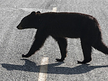 На шоссе в Колорадо при наезде на медведя погибли три человека
