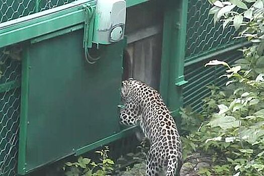 Котята переднеазиатского леопарда отправились на первую прогулку в зоопарке Сочи