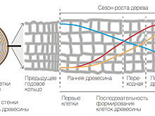 Календарь на спиле: о чем говорят деревья