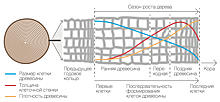 Календарь на спиле: о чем говорят деревья