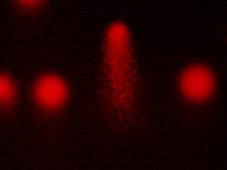 «ДНК-кометы» помогли определить уровень воздействия радиации на живые организмы