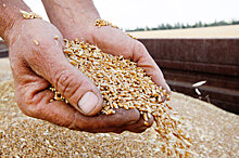 Минсельхоз: Россия собрала 120 миллионов тонн зерна