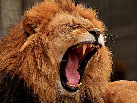 Ghanamma: «Владимир Путин выпустил на улицы 500 львов, чтобы люди соблюдали карантин»