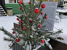 Елочное такси очистит Курск от срубленных новогодних деревьев