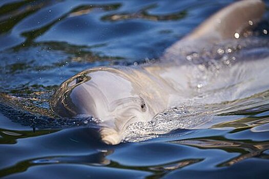 В Севастополе нашли выброшенных в море дельфинов