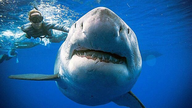 Дрон спас купальщиков, оказавшихся в паре метров от акулы