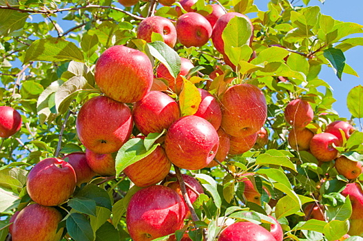 Российские врачи рассказали об опасности яблок