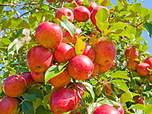 Российские врачи рассказали об опасности яблок