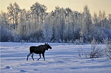 Размер ущерба, который придется возместить браконьерам за незаконную добычу лося, увеличен до 480 тысяч рублей