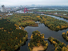 Самый крупный дятел появился в Серебряном бору