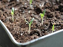 Можно ли удобрять рассаду томатов яйцом и бананом