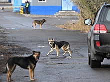 Под Казанью стая собак напала на девочку, она в тяжелом состоянии