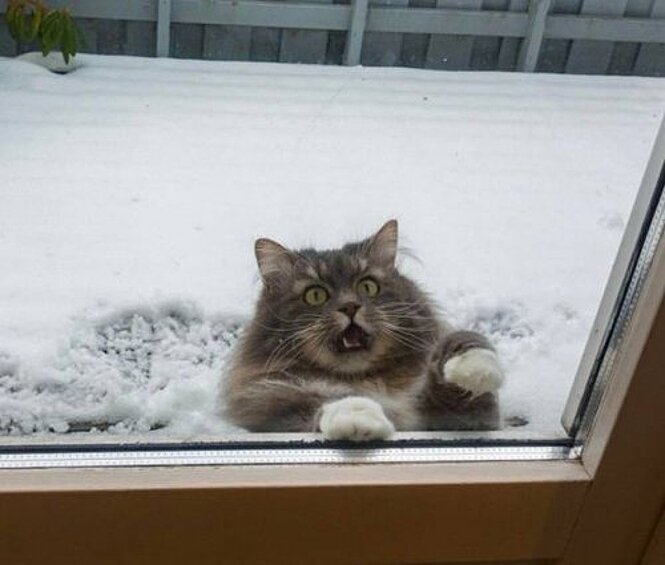 «Обещаю быть самым послушным котом, только открой, пожалуйста, дверь!»